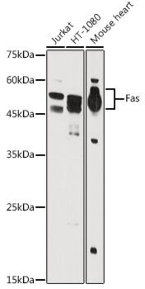 3EE3.1, Antibodies.Com