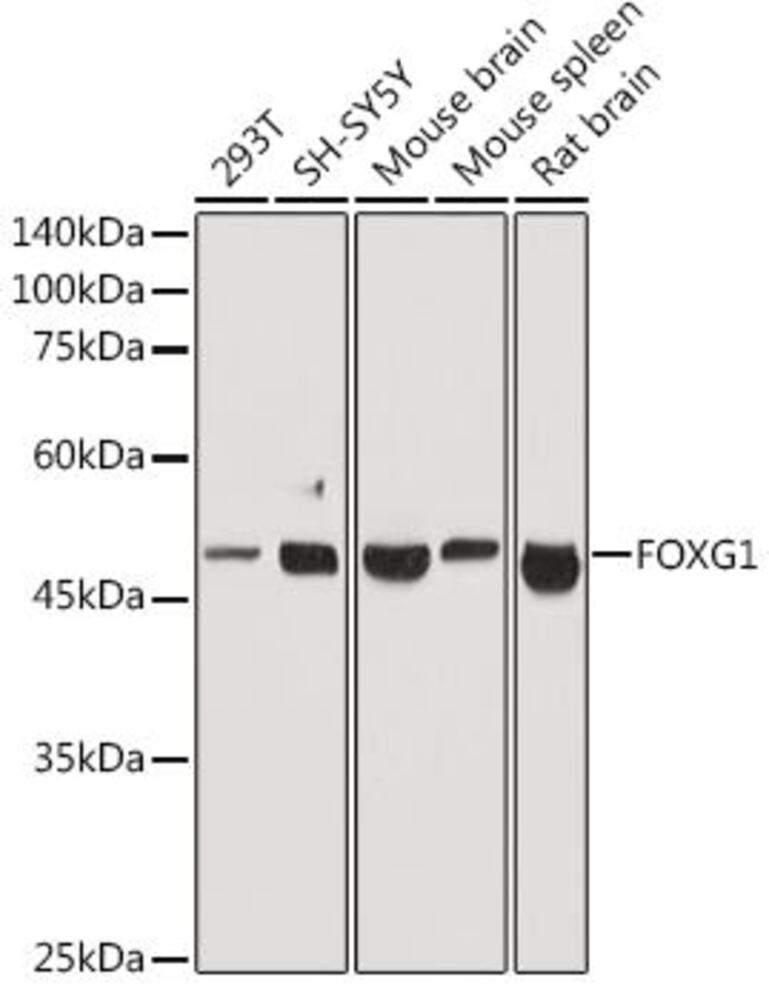 3EE4.1, Antibodies.Com