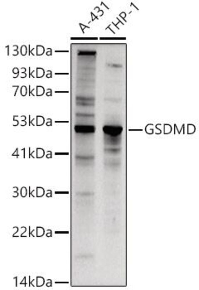 3EE5.1, Antibodies.Com