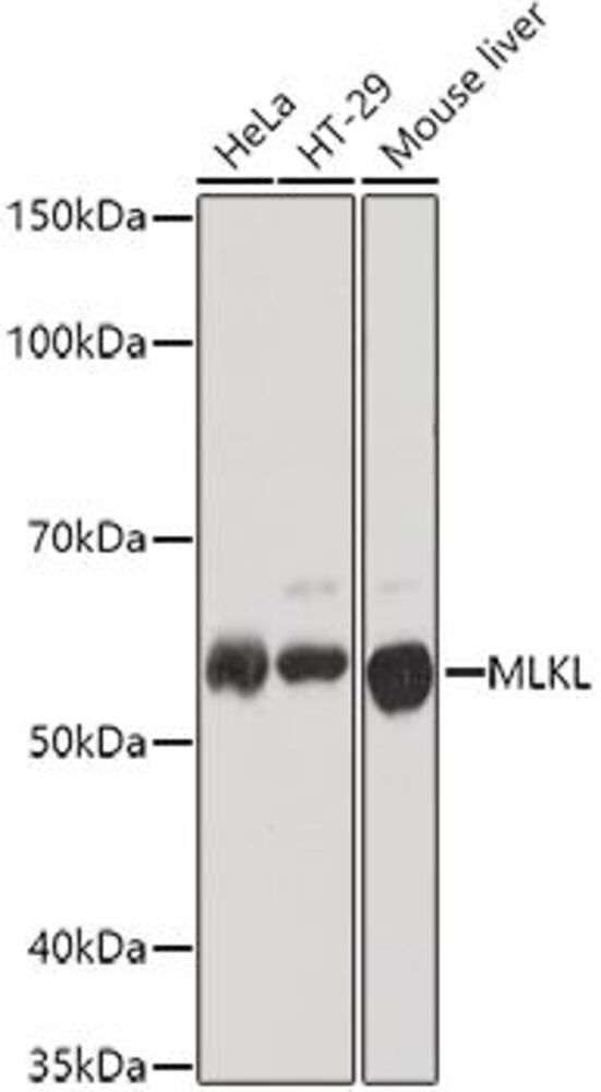 3EE6.1, Antibodies.Com