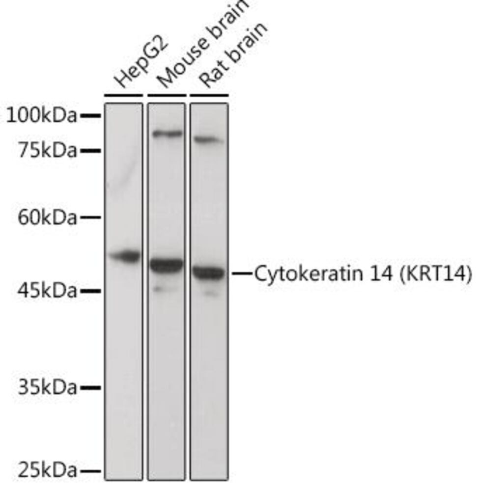 3EE7.1, Antibodies.Com