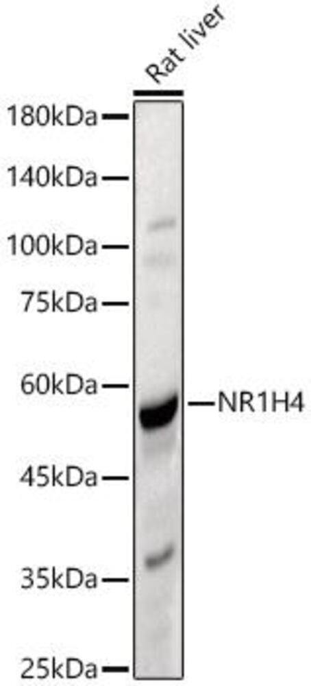 3EE8.1, Antibodies.Com