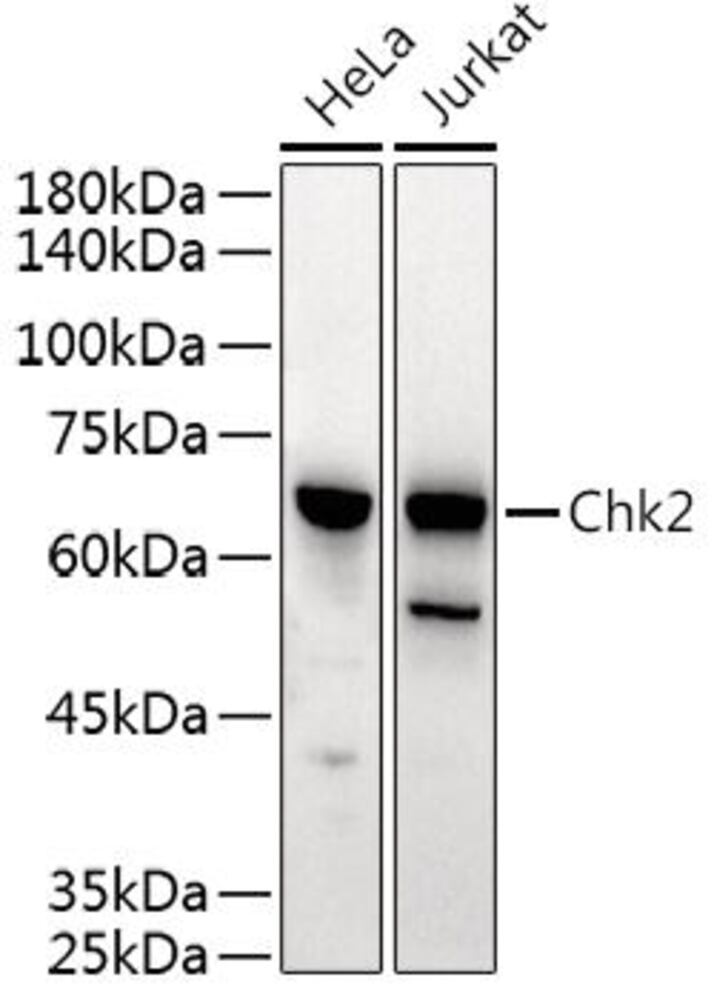 3EE9.1, Antibodies.Com