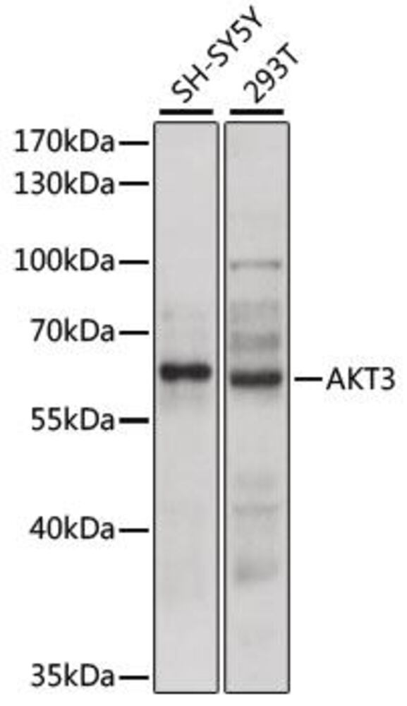 3EEA.1, Antibodies.Com