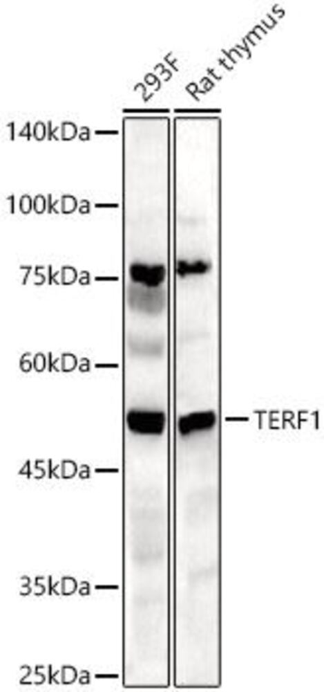 3EEC.1, Antibodies.Com