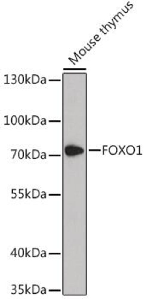 3EEE.1, Antibodies.Com