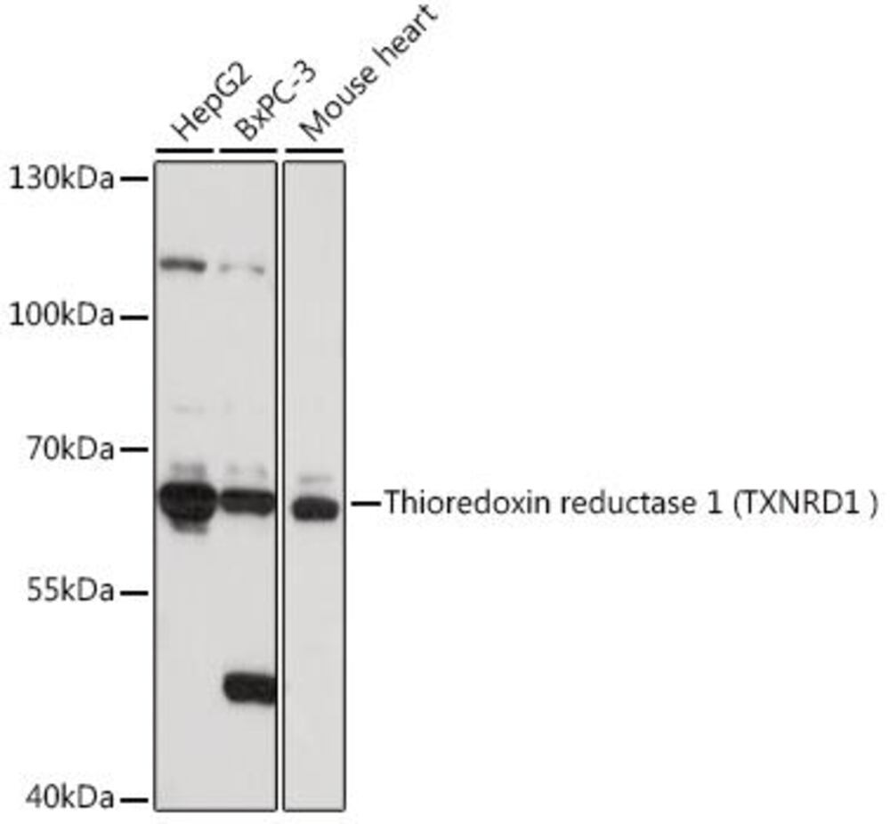 3EEH.1, Antibodies.Com