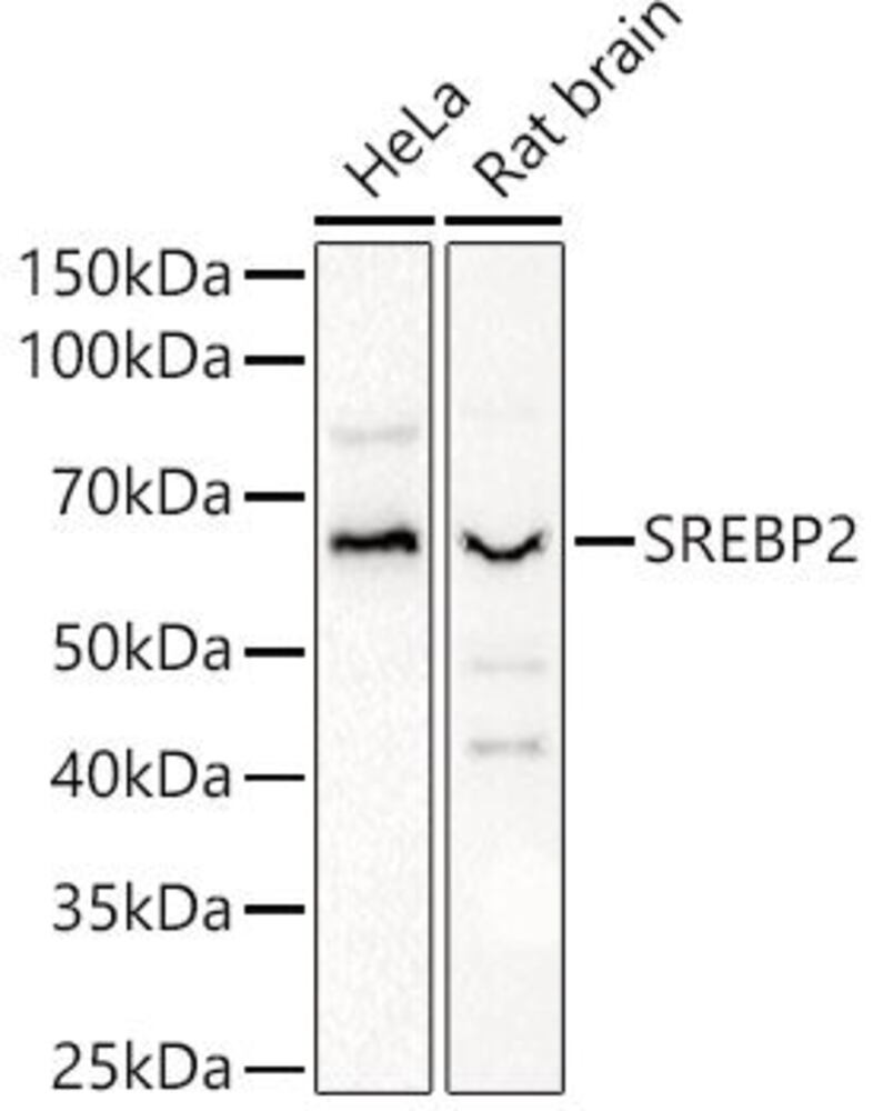 3EEK.1, Antibodies.Com