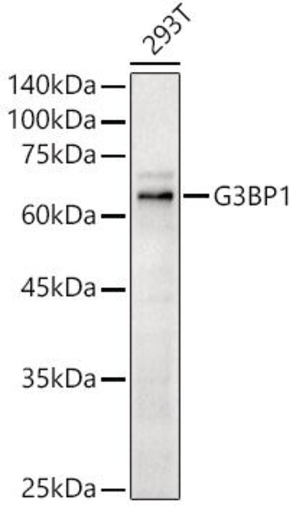 3EEL.1, Antibodies.Com