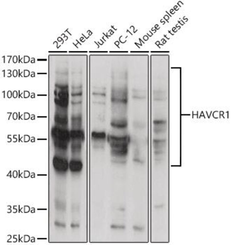 3EEN.1, Antibodies.Com