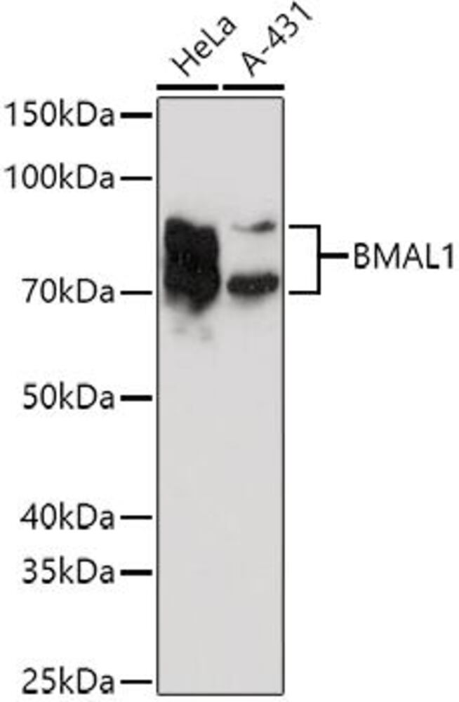 3EEP.1, Antibodies.Com