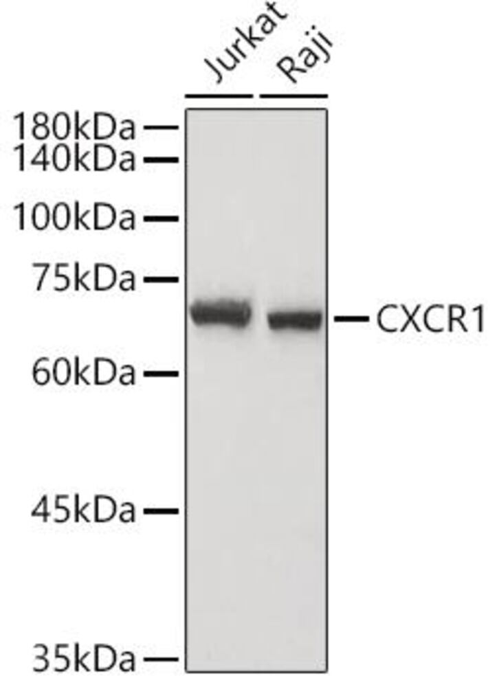 3EET.1, Antibodies.Com