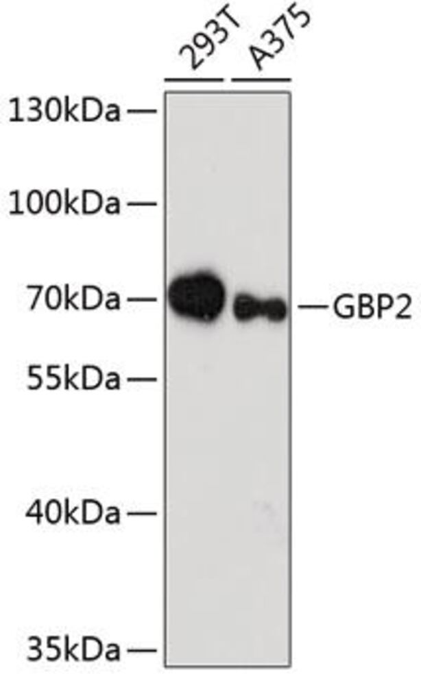 3EEX.1, Antibodies.Com