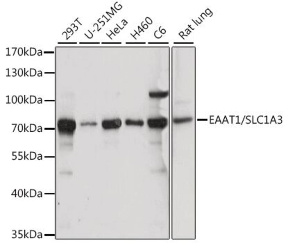 3EEY.1, Antibodies.Com