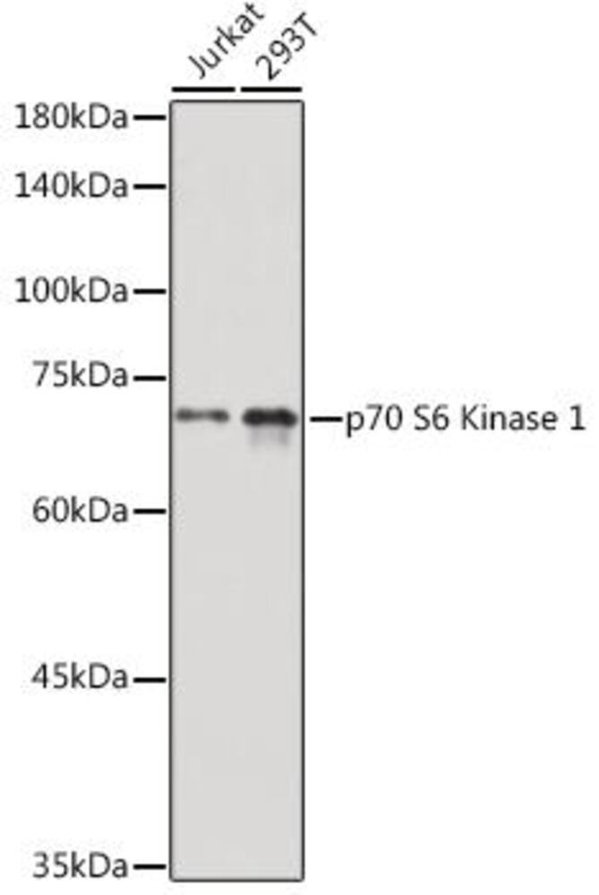 3EH0.1, Antibodies.Com