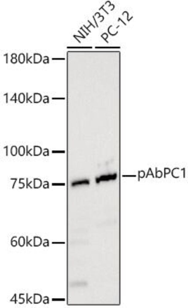 3EH1.1, Antibodies.Com