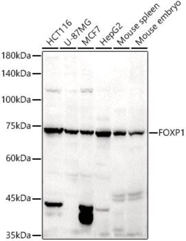 3EH2.1, Antibodies.Com