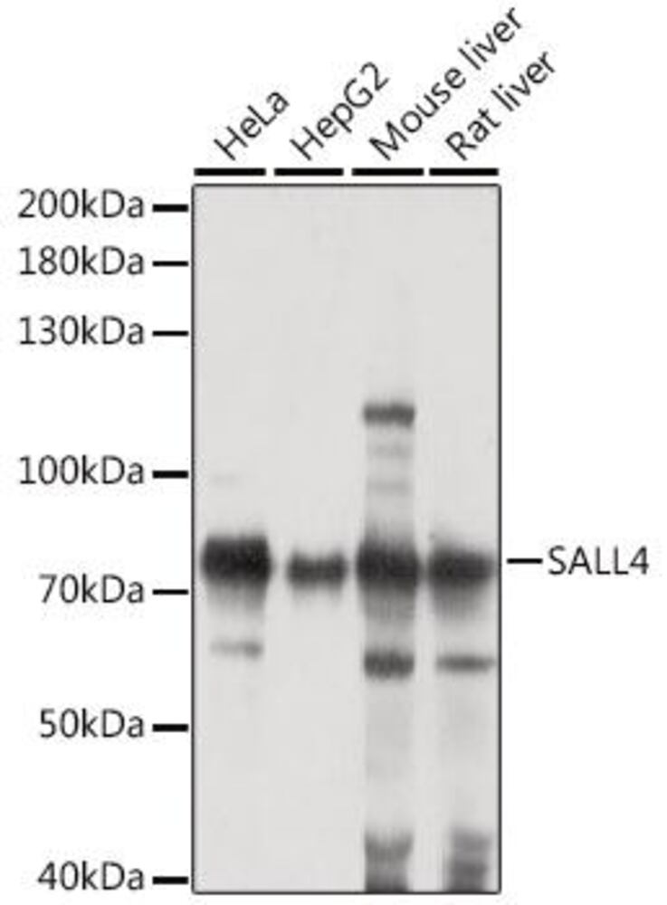 3EH3.1, Antibodies.Com
