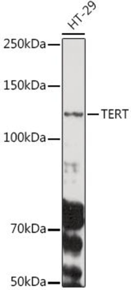 3EH4.1, Antibodies.Com
