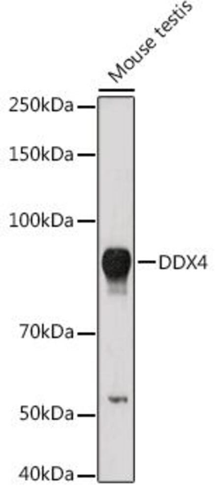3EH5.1, Antibodies.Com