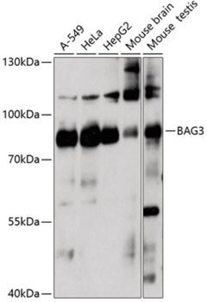 3EH6.1, Antibodies.Com