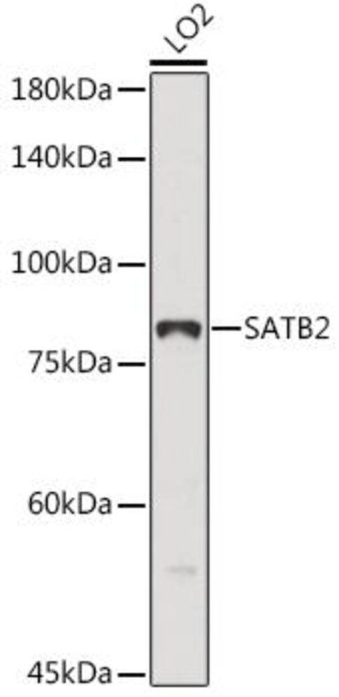3EH7.1, Antibodies.Com