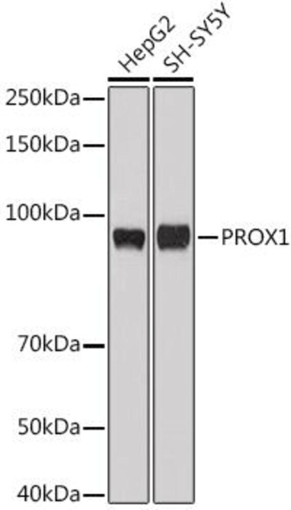 3EH8.1, Antibodies.Com