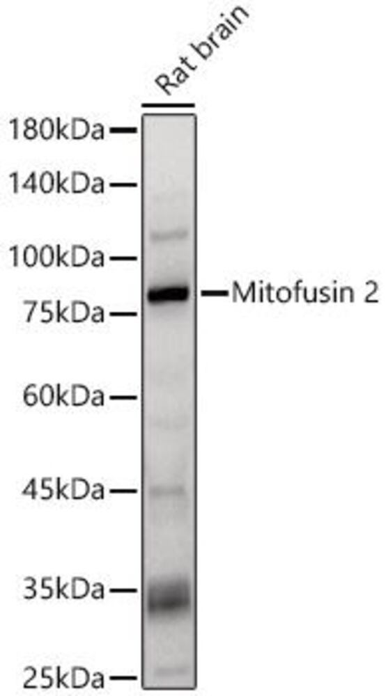3EH9.1, Antibodies.Com