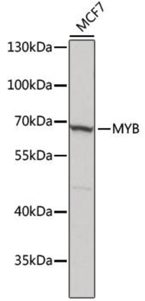 3EHA.1, Antibodies.Com