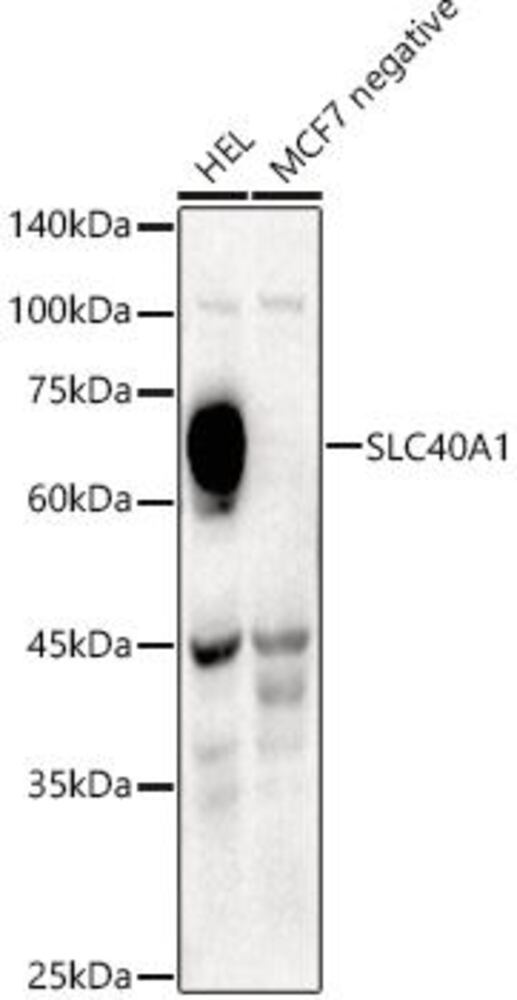 3EHC.1, Antibodies.Com