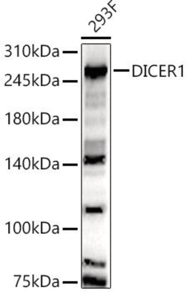 3EHY.1, Antibodies.Com