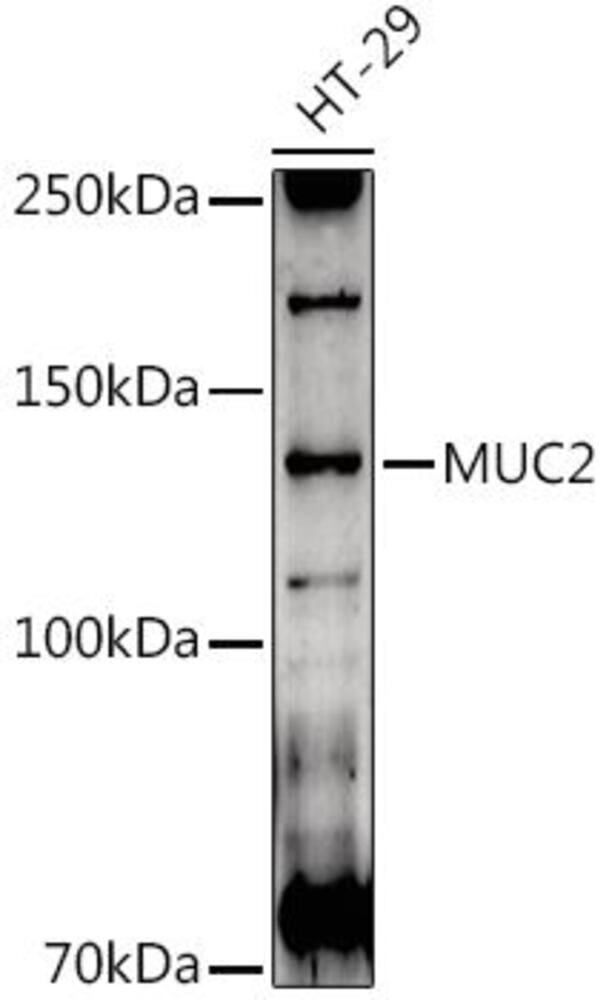 3EK0.1, Antibodies.Com