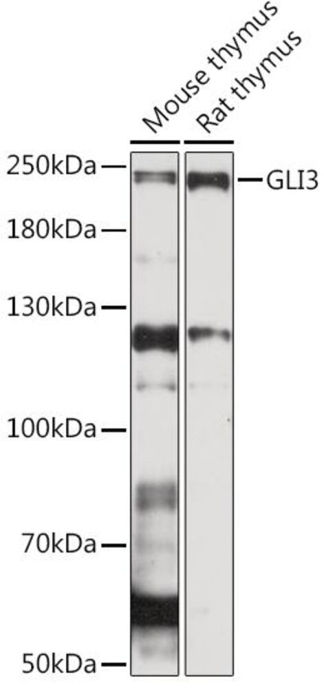3EK1.1, Antibodies.Com