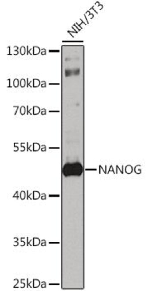 3EK2.1, Antibodies.Com