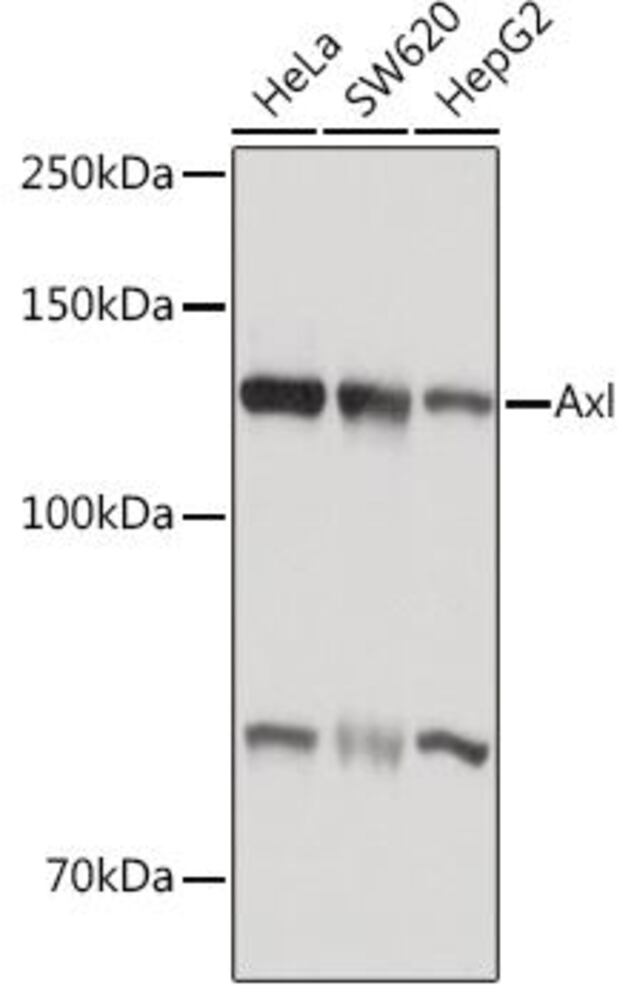3EK3.1, Antibodies.Com