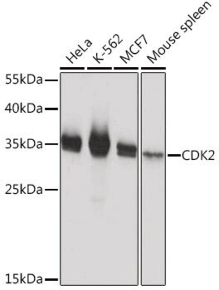 3EK4.1, Antibodies.Com