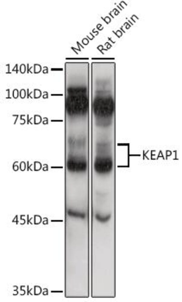 3EK5.1, Antibodies.Com