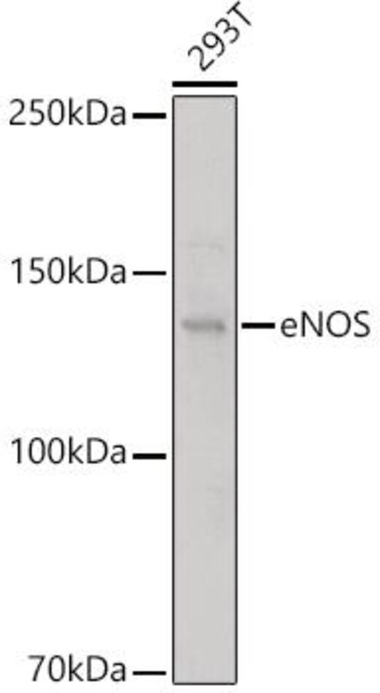 3EK7.1, Antibodies.Com