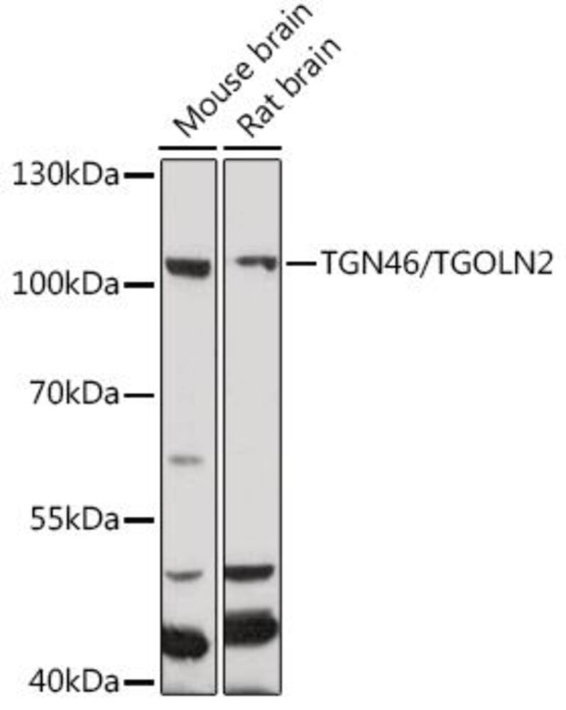 3EK8.1, Antibodies.Com