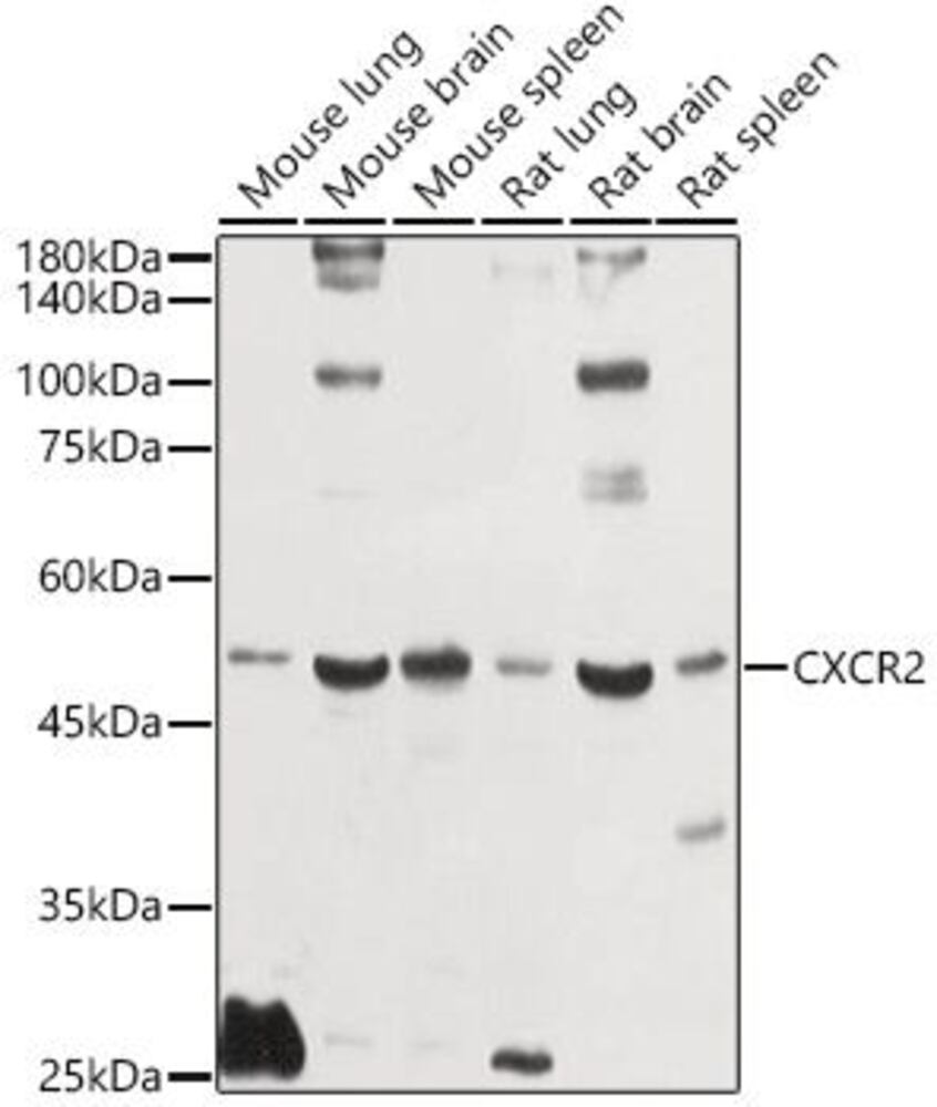 3EK9.1, Antibodies.Com