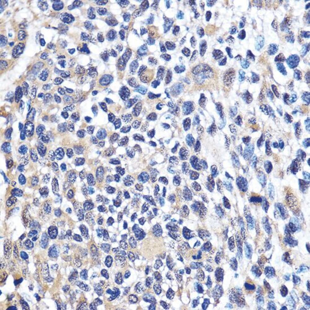 3EKC.1, Antibodies.Com