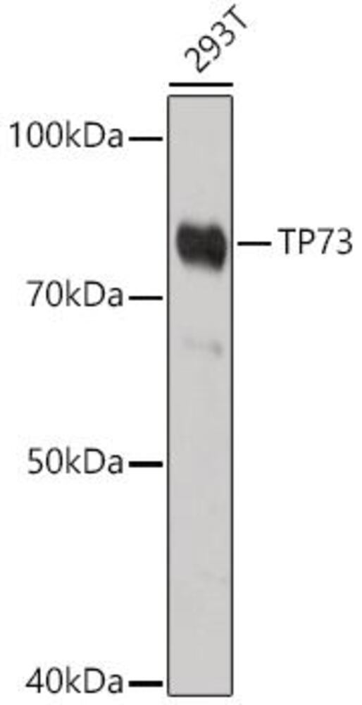 3EKE.1, Antibodies.Com