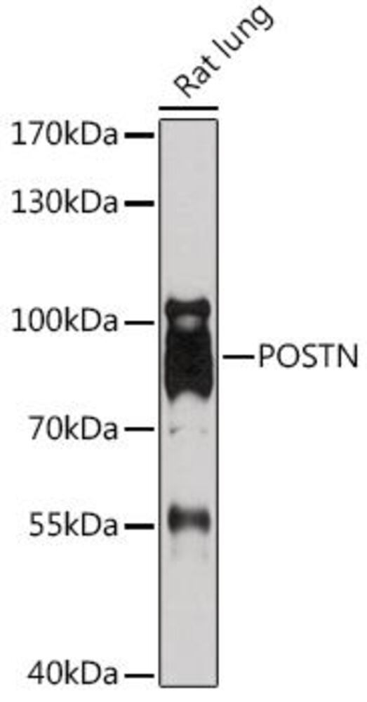 3EKK.1, Antibodies.Com