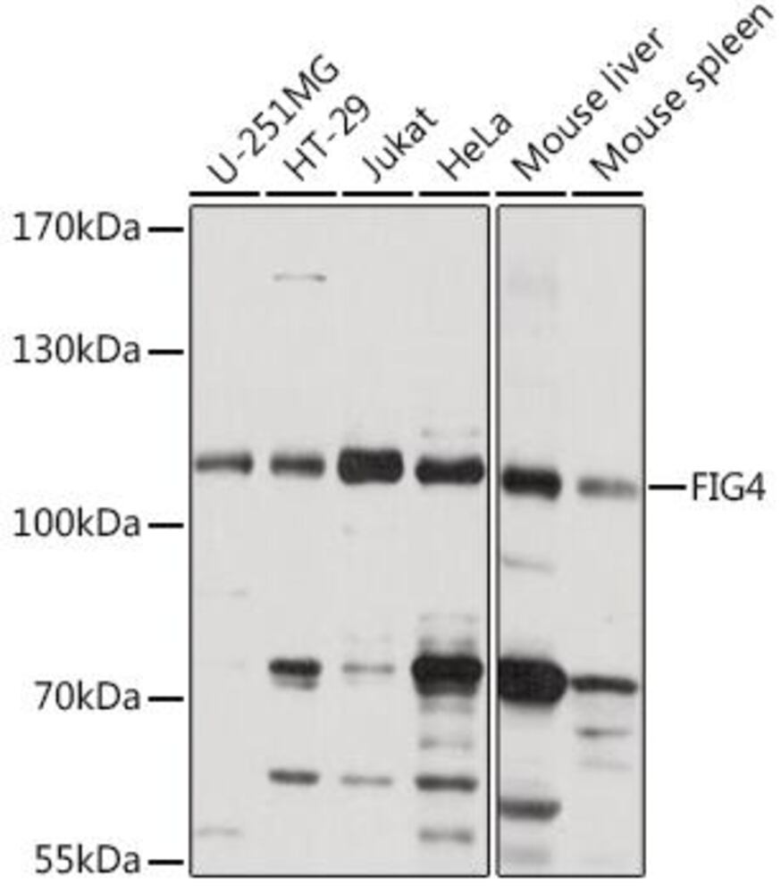 3EKL.1, Antibodies.Com