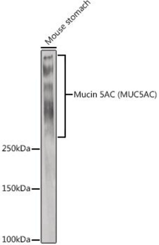 3EKP.1, Antibodies.Com