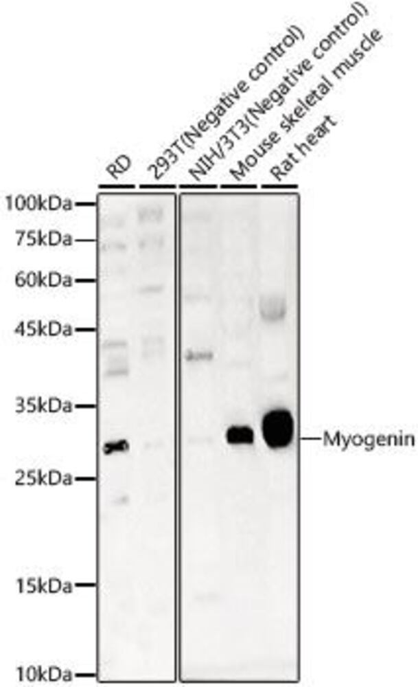 3EKT.1, Antibodies.Com