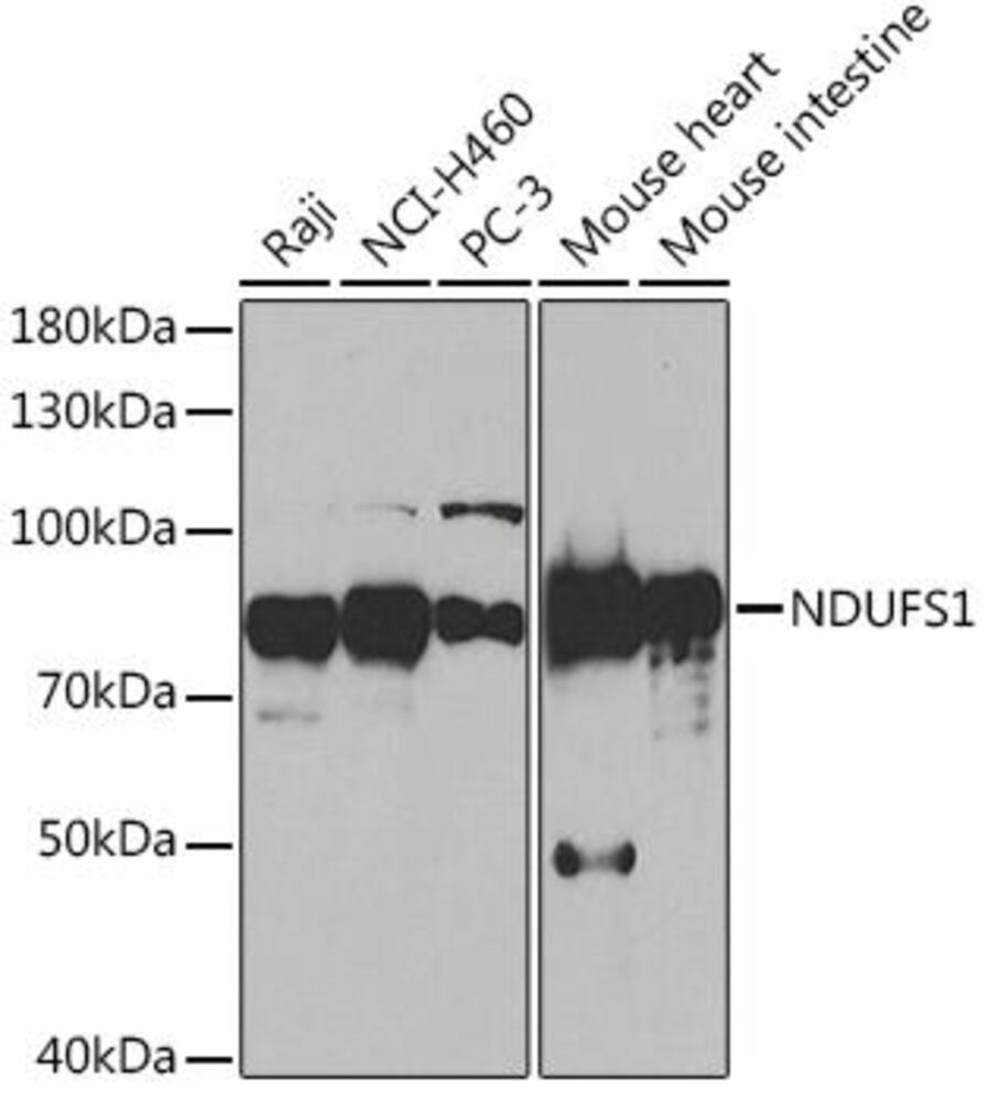 3EKX.1, Antibodies.Com