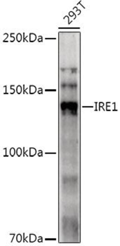 3EKY.1, Antibodies.Com