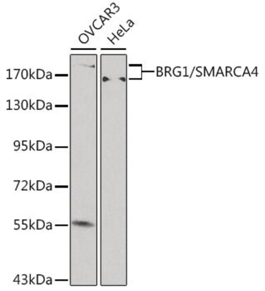 3EL0.1, Antibodies.Com