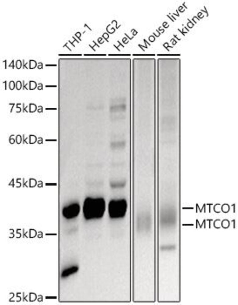 3EL1.1, Antibodies.Com